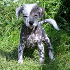 Chinese crested hårløs Ziggi