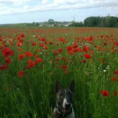 Bullterrier miniature Louie