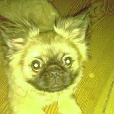 Blanding af racer Bølle