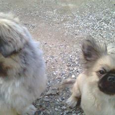 Blanding af racer Bølle