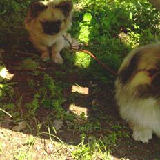 Blanding af racer Bølle