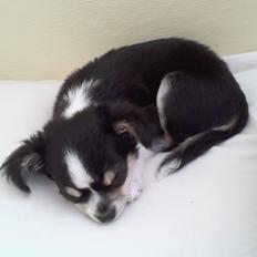 Chihuahua Buddha's Best Buddie <3