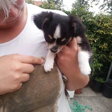 Chihuahua Buddha's Best Buddie <3