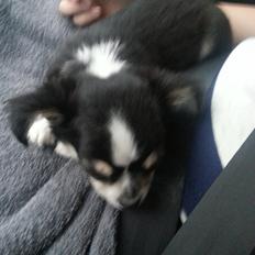 Chihuahua Buddha's Best Buddie <3