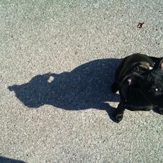 Staffordshire bull terrier Vega/Tøsse