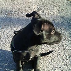 Staffordshire bull terrier Vega/Tøsse