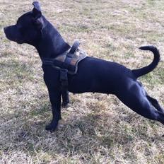 Staffordshire bull terrier Vega/Tøsse