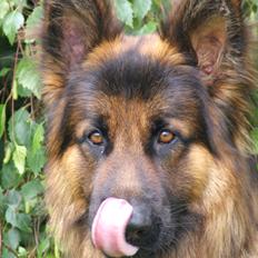 Schæferhund Medoc SOULMATE