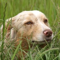 Australian shepherd Gry