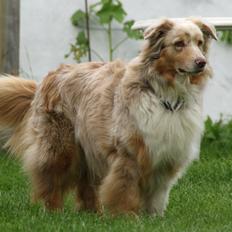 Australian shepherd Gry