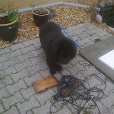 Newfoundlænder Trunte