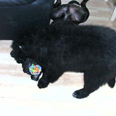 Newfoundlænder Trunte