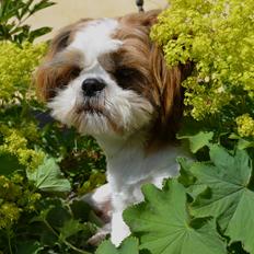 Shih tzu Bobo