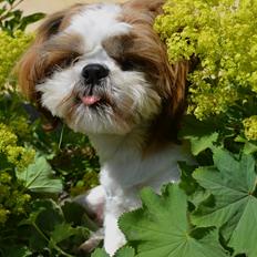 Shih tzu Bobo