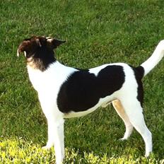 Dansk svensk gaardhund Teddy