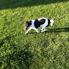 Dansk svensk gaardhund Teddy