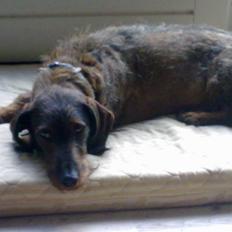 Gravhund Robin Rosko (Ludwig)
