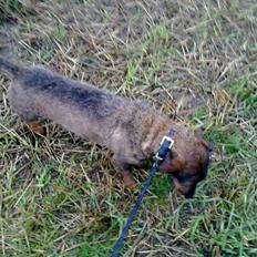 Gravhund Robin Rosko (Ludwig)