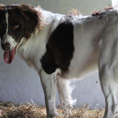 Blanding af racer Fiona