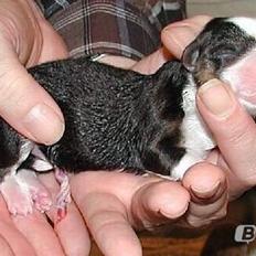Welsh corgi cardigan Hedvig (Hova Bonde Amy)