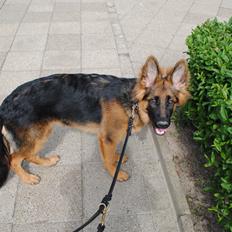 Schæferhund Smed's Jasmina