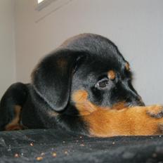 Rottweiler Amy (Solgt)