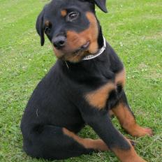 Rottweiler Amy (Solgt)