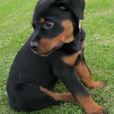 Rottweiler Amy (Solgt)