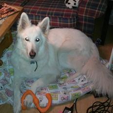 Hvid schæfer Tjalfe