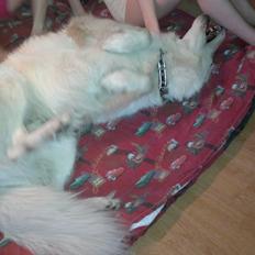 Hvid schæfer Tjalfe