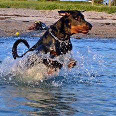 Blanding af racer Canto R.I.P.