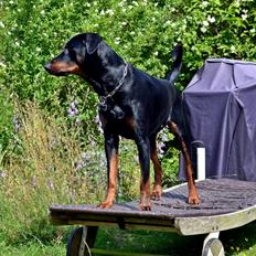 Blanding af racer Canto R.I.P.