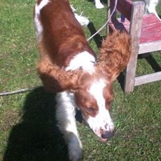 Welsh springer spaniel Thilde