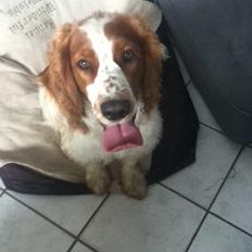 Welsh springer spaniel Thilde