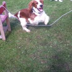 Welsh springer spaniel Thilde