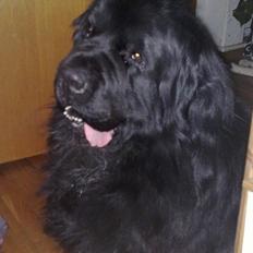 Newfoundlænder romeo