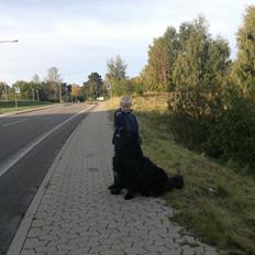 Newfoundlænder romeo