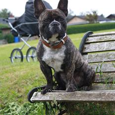 Fransk bulldog Kato