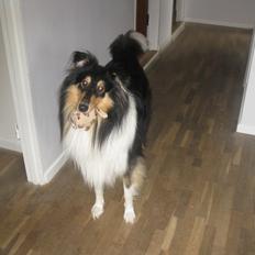 Collie langhåret Charlie