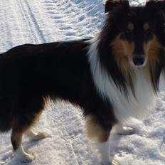 Collie langhåret Charlie
