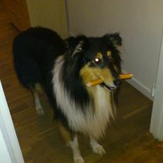 Collie langhåret Charlie