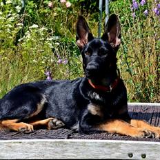 Schæferhund Allibina's Iscka