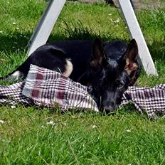 Schæferhund Allibina's Iscka