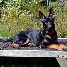 Schæferhund Allibina's Iscka