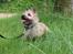 Cairn terrier Nova R.I.P.