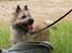 Cairn terrier Nova R.I.P.