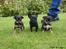 Blanding af racer Molly - 5 uger & 2 dage gammel :) Molly og hendes brødre.