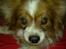 Papillon Gismo<3