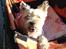 Cairn terrier Hakun Wilma