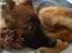 Blanding af racer Chewbacca - Chewbacca - 7½ mdr. gammel